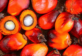 Вред пальмового масла для здоровья