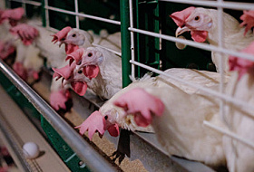 В Польше обнаружили куриное мясо с трехкратным превышением нормы фипронила