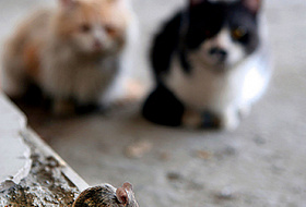 "Зомби-паразит" кошек может вызывать рак и болезни мозга у человека