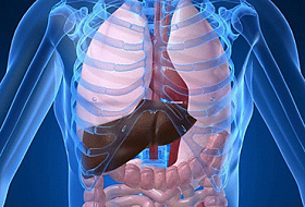 Токсины в организме человека: как накапливаются и как выводятся