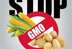Исследование подтверждает, что ДНК человека поглощает ГМО