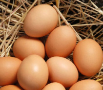Чем опасны куриные яйца и как уберечься от сальмонеллёза